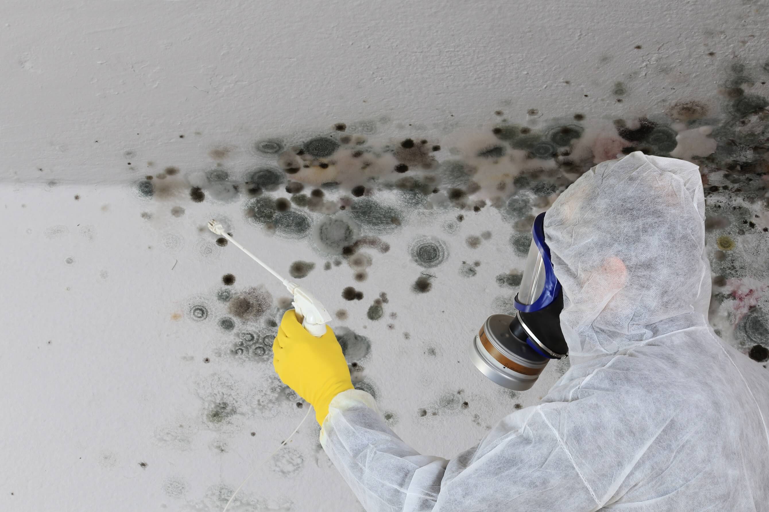 Mold, Lead and Asbestos Abateement